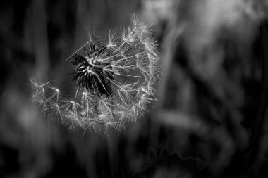 Parktaki bir karahindibanın gri pulu.