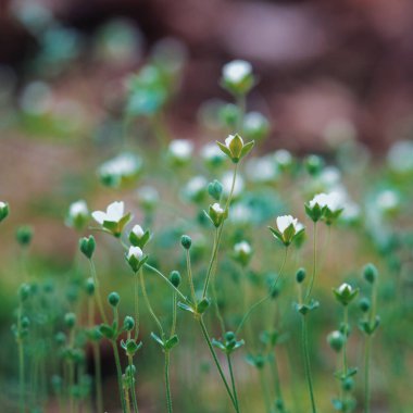 Parktaki küçük beyaz çiçeklerin yakın çekimi.