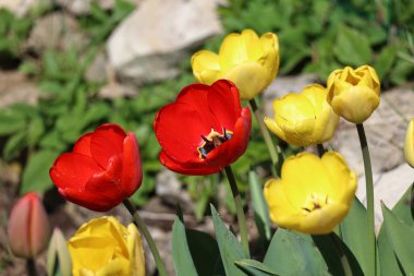 Baharda çiçek tarhında güzel kırmızı ve sarı lalelerin manzarası