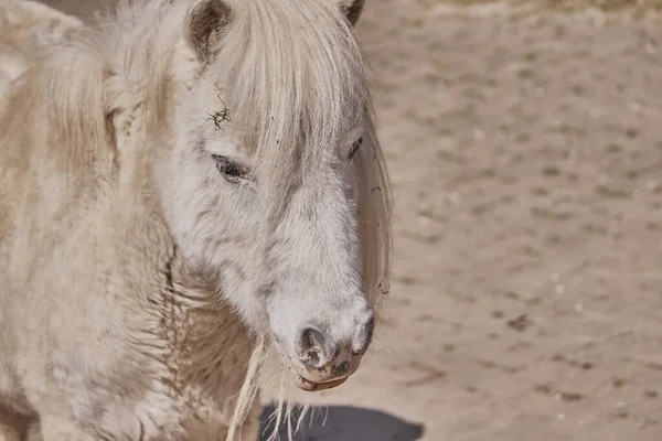 Nahaufnahme Des Gesichts Eines Weißen Ponys Vor Verschwommenem Hintergrund — Stockfoto