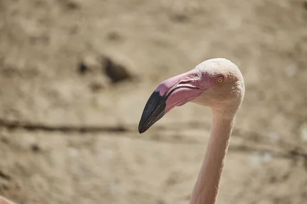 Une Prise Vue Sélective Flamant Rose — Photo