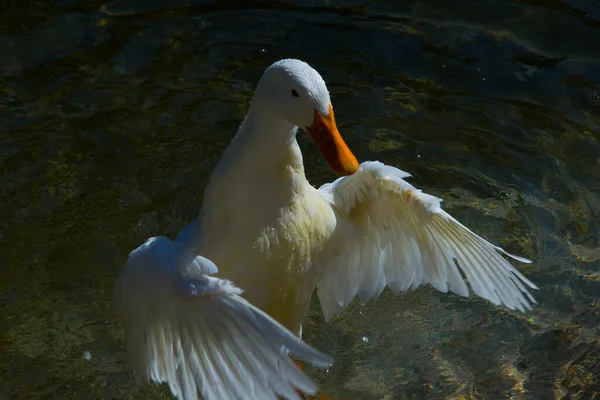 Ente Und Wasservögel Einem See — Stockfoto