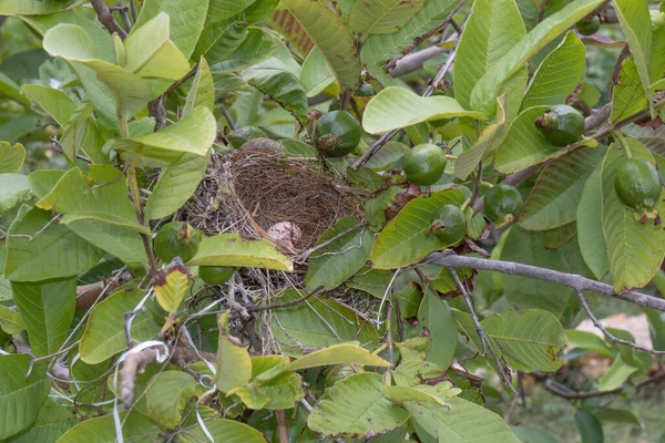 Een Close Shot Van Een Vogel Nest Een Walnoot Boom — Stockfoto