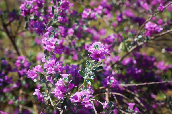 Eine Nahaufnahme Von Leuchtend Violetten Rhododendron Blüten Rhododendron Ledebour Einem — Stockfoto