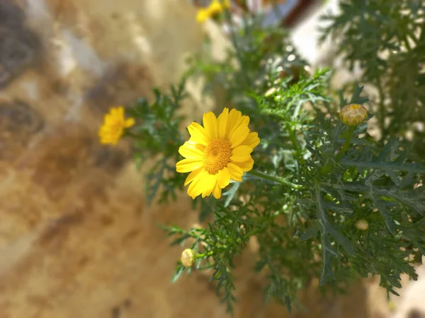 Bahçede Çiçek Açan Mısır Kadife Çiçeğinin Dikey Çekimi — Stok fotoğraf