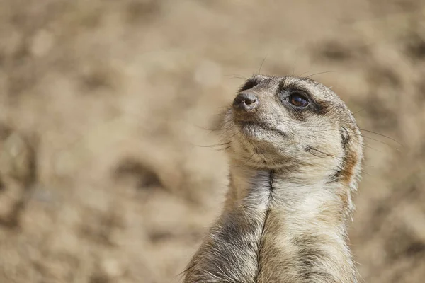 Beau Cliché Suricate Mignon — Photo