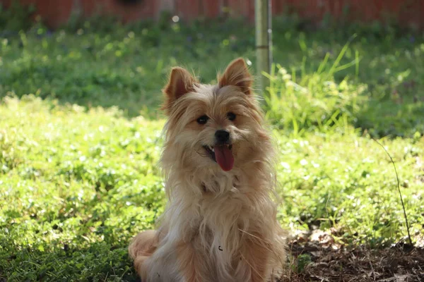 Primer Plano Terrier Australiano Marrón Jardín Sobre Hierba Verde — Foto de Stock