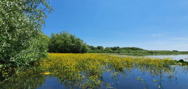 Hermoso Paisaje Natural Fotografiado Con Reflejo Árbol Río —  Fotos de Stock