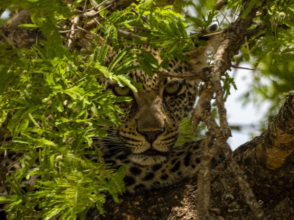 Krásný Leopard Hledící Mezi Zelenými Listy Stromu Národním Parku Serengeti — Stock fotografie