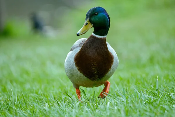 Male Mallard Duck Walk Attitude — Stock Photo, Image