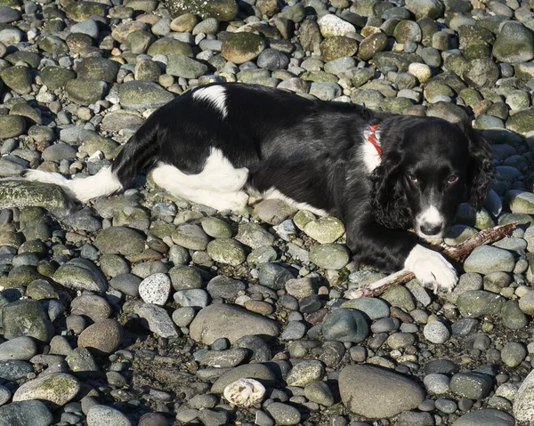 Cão Springer Spaniel Preto Branco Guardando Seu Pau Uma Praia — Fotografia de Stock