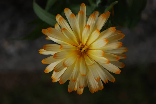 Closeup Shot Beautiful Calendula Flower Growing Park — Stock Photo, Image