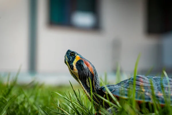 Een Closeup Shot Van Een Kleurrijke Schildpad Het Gras Stijgende — Stockfoto