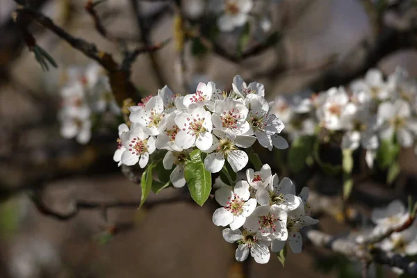 Живописный Вид Белых Цветов Цветущих Саду Весной Размытом Фоне — стоковое фото