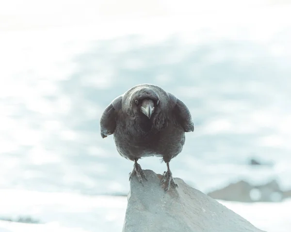 Black Raven Shiny White Snow — Stock Photo, Image