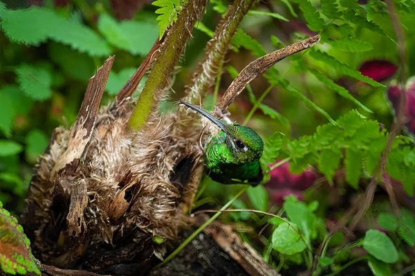 Gros Plan Beau Colibri Vert Sur Écorce Arbre — Photo