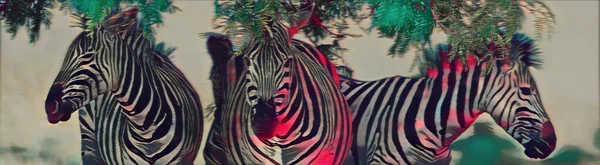Tre Målade Zebror Bland Tropiska Växter Vit Vägg — Stockfoto