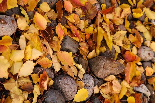 Una Vista Panorámica Piedras Hojas Colores Suelo Otoño — Foto de Stock