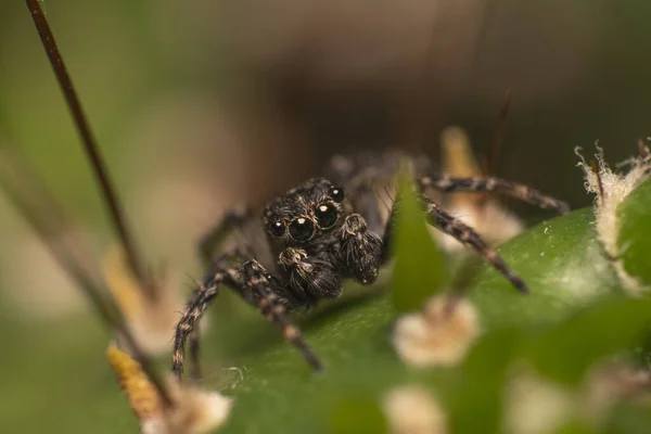 Closeup Shot Jumping Spider Blurry Background — ストック写真