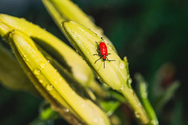 用露珠在百合花花蕾上的朱红色百合甲虫的特写镜头 — 图库照片