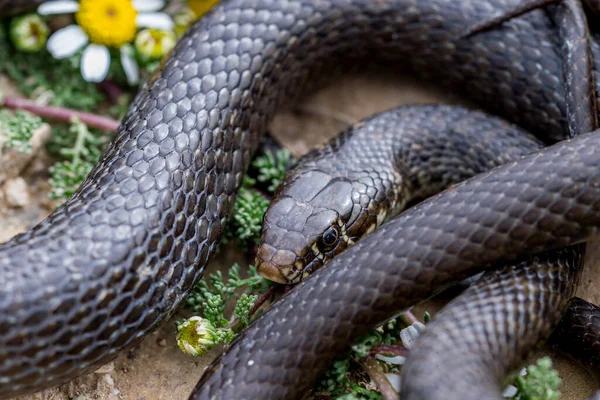 Nahaufnahme Einer Makroaufnahme Der Schwarzen Westlichen Peitschenschlange Hierophis Viridiflavus Die — Stockfoto