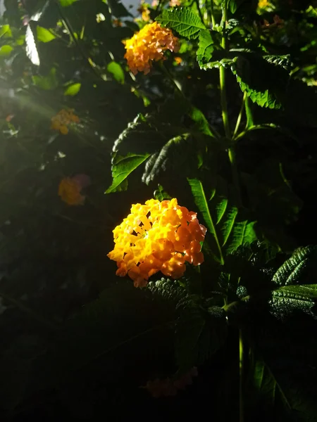 Flor Colorida Com Cores Vermelhas Amarelas Laranja Luz Solar — Fotografia de Stock