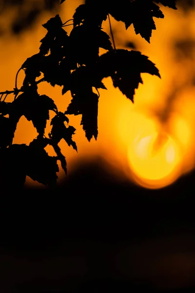 Eine Vertikale Aufnahme Einer Silhouette Von Blättern Eines Baumes Auf — Stockfoto