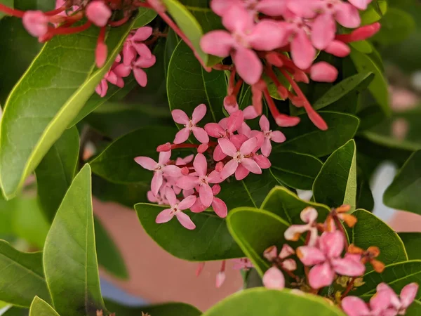 园中生长着的粉红色的杜鹃花的精选焦点照片 — 图库照片