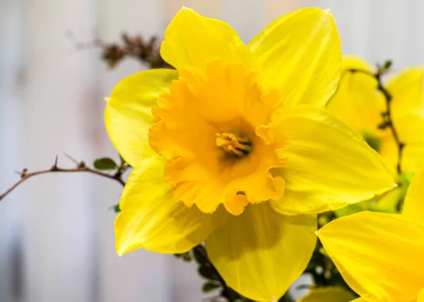 Närbild Blommande Påsklilja Bukett — Stockfoto