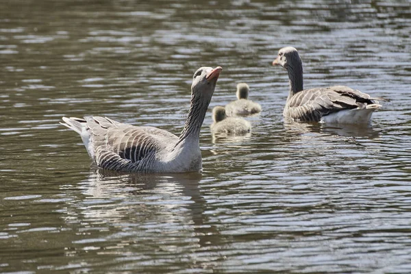 一群野鹅带着小鸡在平静的湖上巡游 — 图库照片