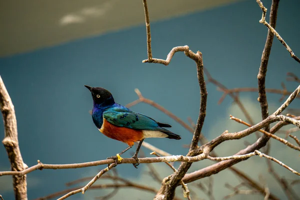 A shallow focus shot of a Superb starling bird on tree twigs with blurred background