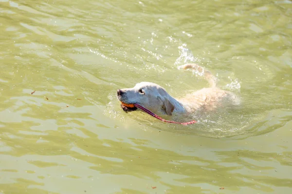 Tiro Ángulo Alto Labrador Retriever Nadando Con Juguete Boca Aguas —  Fotos de Stock