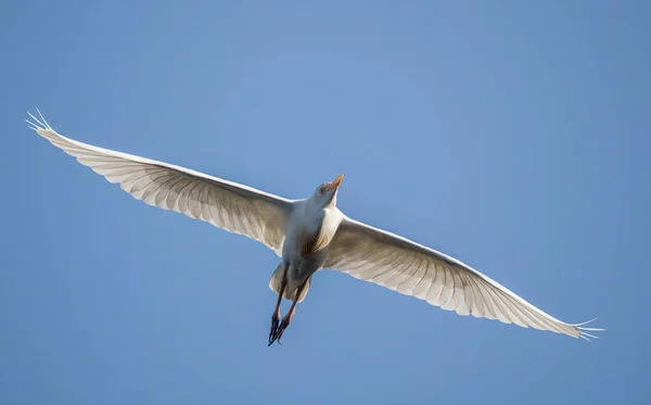 Primer Plano Una Garza Ganado Florida Con Las Alas Abiertas —  Fotos de Stock