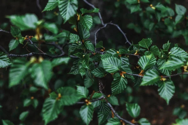 緑の葉を持つ木の枝の選択的な焦点ショット — ストック写真