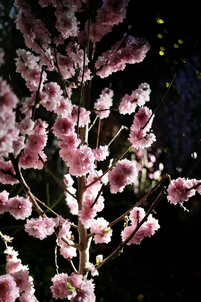 Вертикальный Снимок Цветущих Розовых Цветов Дереве — стоковое фото
