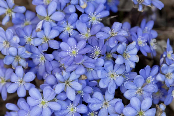 Zbliżenie Kwitnących Niebieskich Kwiatów Hepatica Ziemi — Zdjęcie stockowe