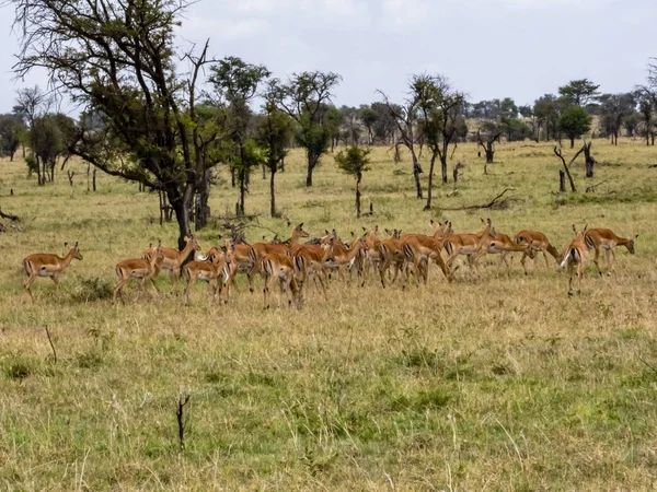 Grupo Impalas Parque Nacional Serengeti Tanzânia — Fotografia de Stock