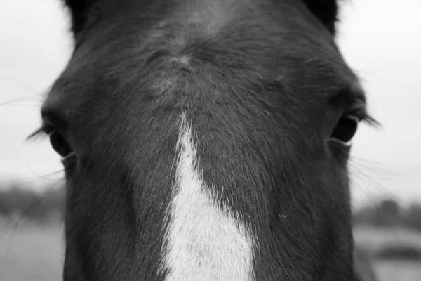 Ritratto Ravvicinato Scala Grigi Sulla Testa Del Cavallo Gli Occhi — Foto Stock