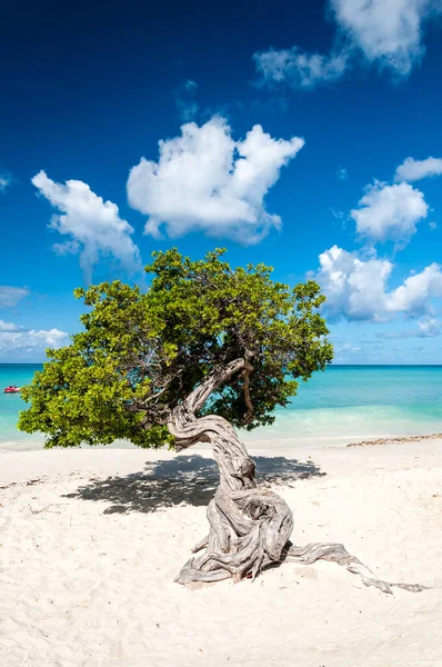 Primer Plano Árbol Típico Fofoti Eagle Beach Aruba Holanda — Foto de Stock