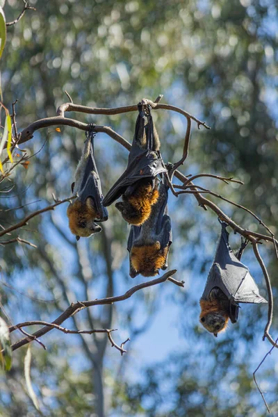 A group of fruit bats hanging on a tree twig on a sunny in summer