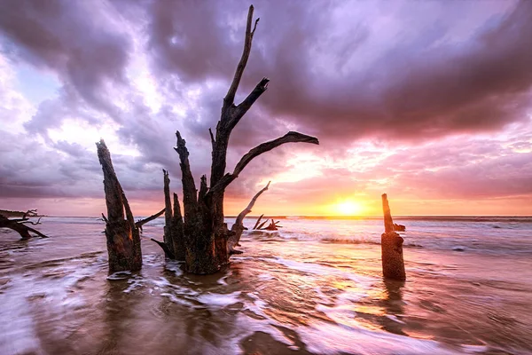 Breathtaking View Dead Tree Driftwood High Tide Ocean Sapelo Island — Stock Photo, Image