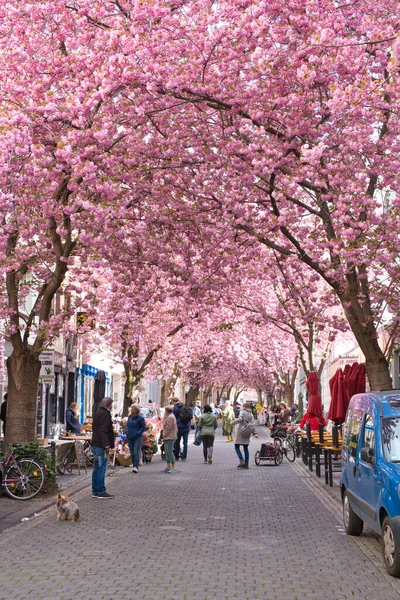 Beroemde Bloeiende Kersenbomen Het Oude Centrum Van Bonn — Stockfoto