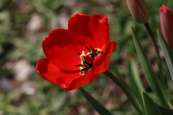 Closeup Shot Beautiful Red Tulip Spring Flowerbed Blurred Background — Stock Photo, Image