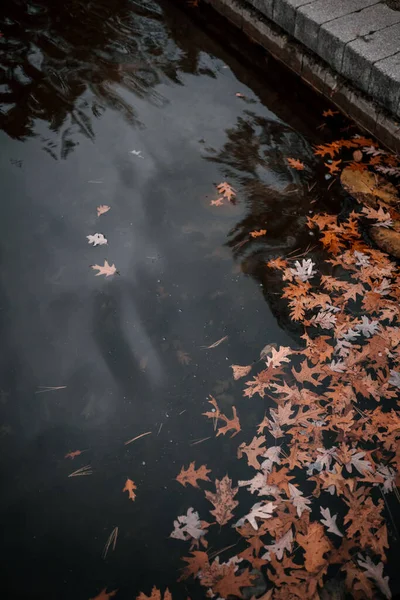 川の上に木の葉の垂直ショット — ストック写真