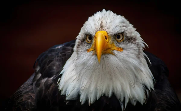 Closeup Portrait Bald Eagle Black Background — Stock Photo, Image