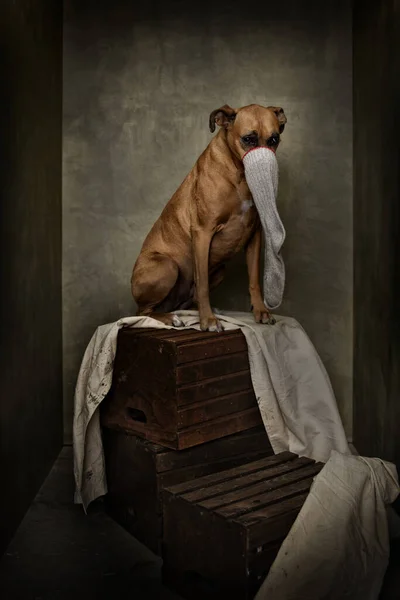 Vertical Shot Old Boxer Dog Thinking She Elephant Rembrandt Painting — Stock Photo, Image