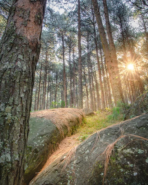Lever Soleil Travers Une Forêt Pins — Photo