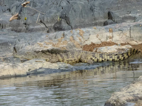 Crocodile Reposant Sur Les Rochers Près Étang Dans Parc National — Photo