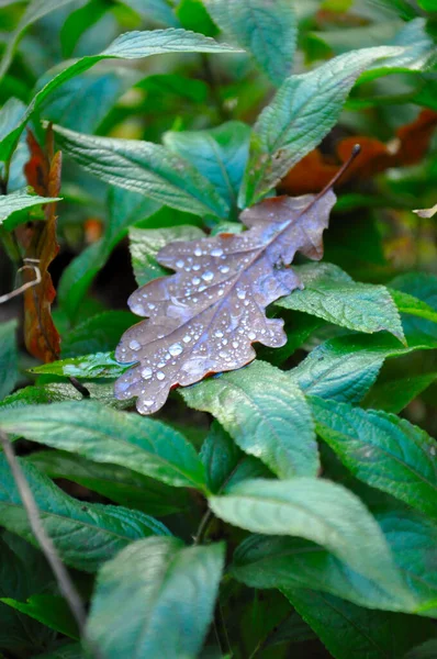 Closeup Shot Drops Dew Dry Leaf Plant — Stock Photo, Image