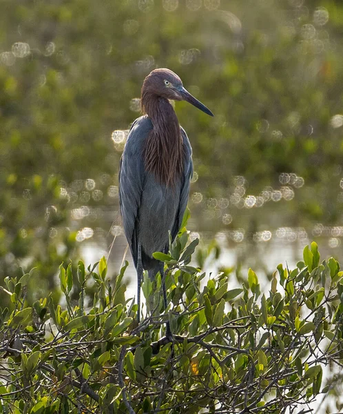 Rödaktig Egret Mangroves Området — Stockfoto